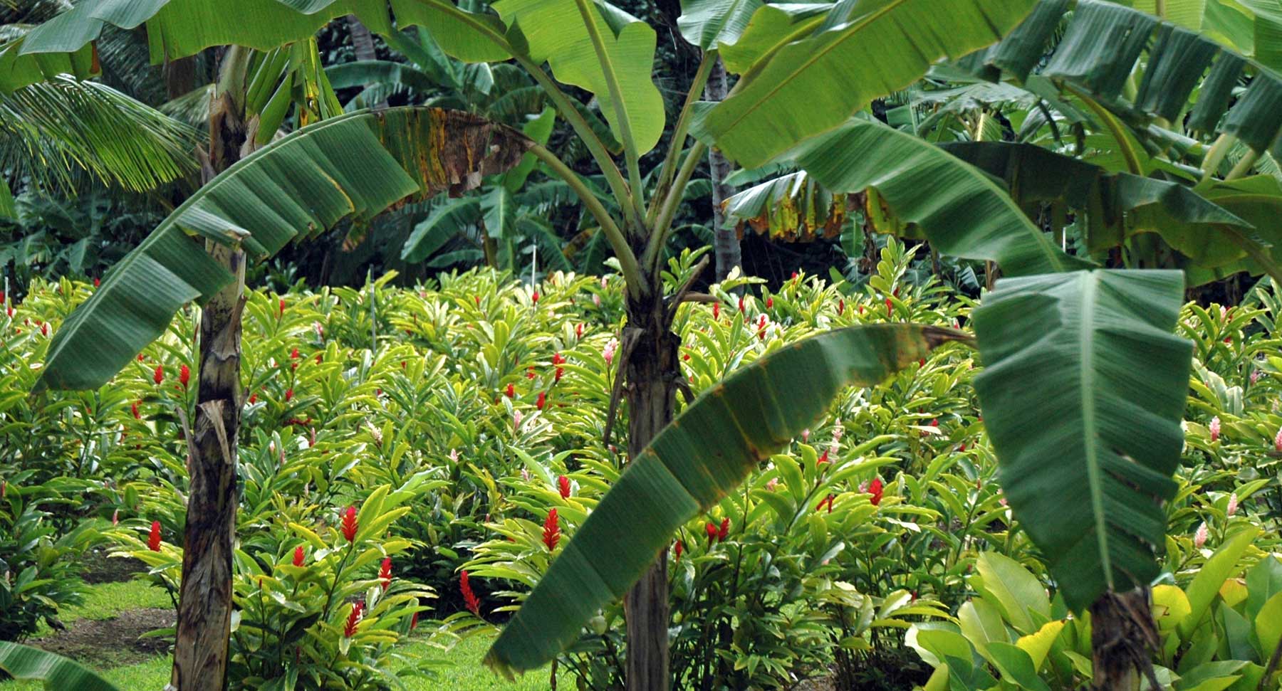 Banana and Ginger Gardens