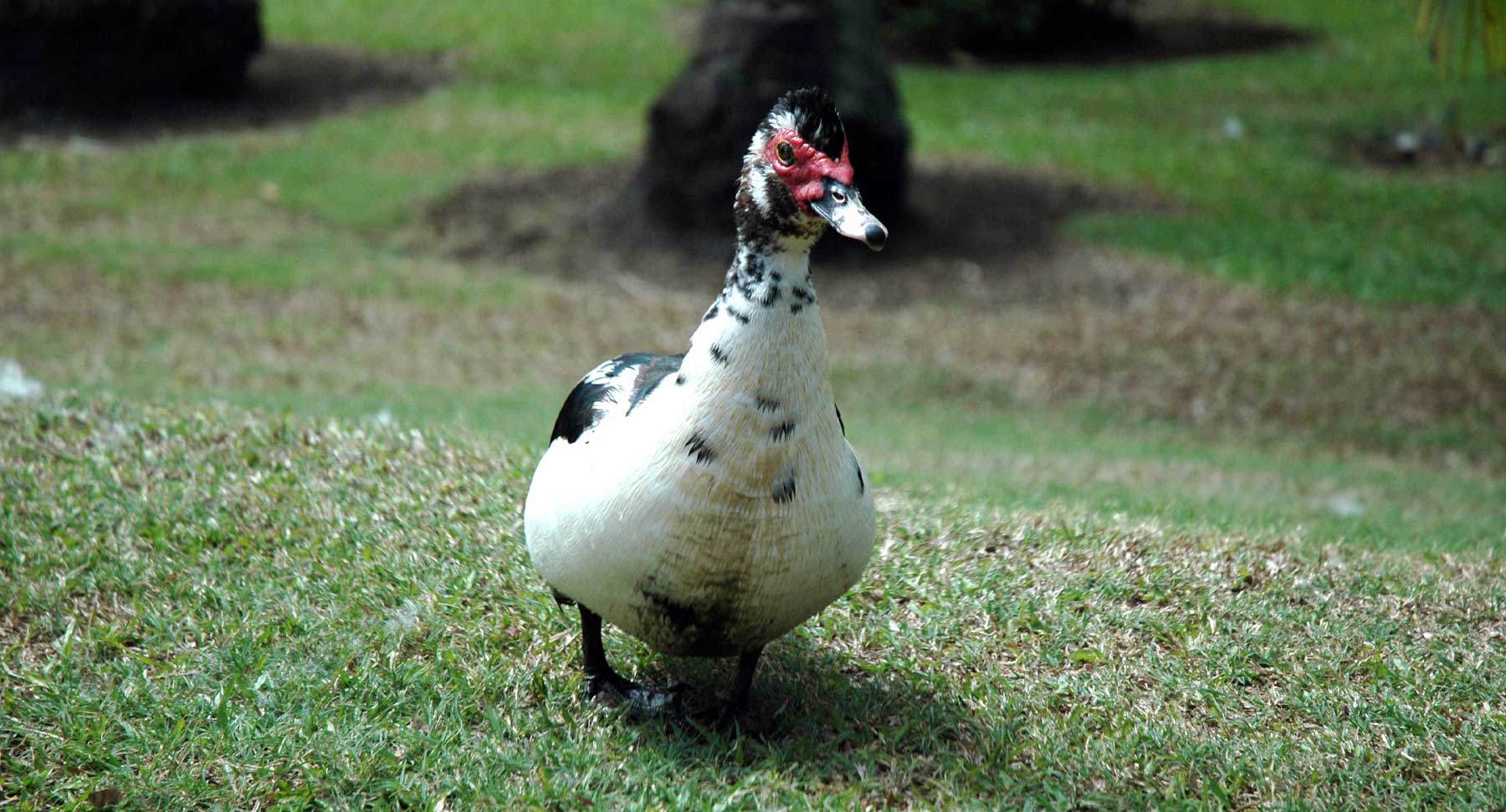 Ducks Wander the Kauai Garden