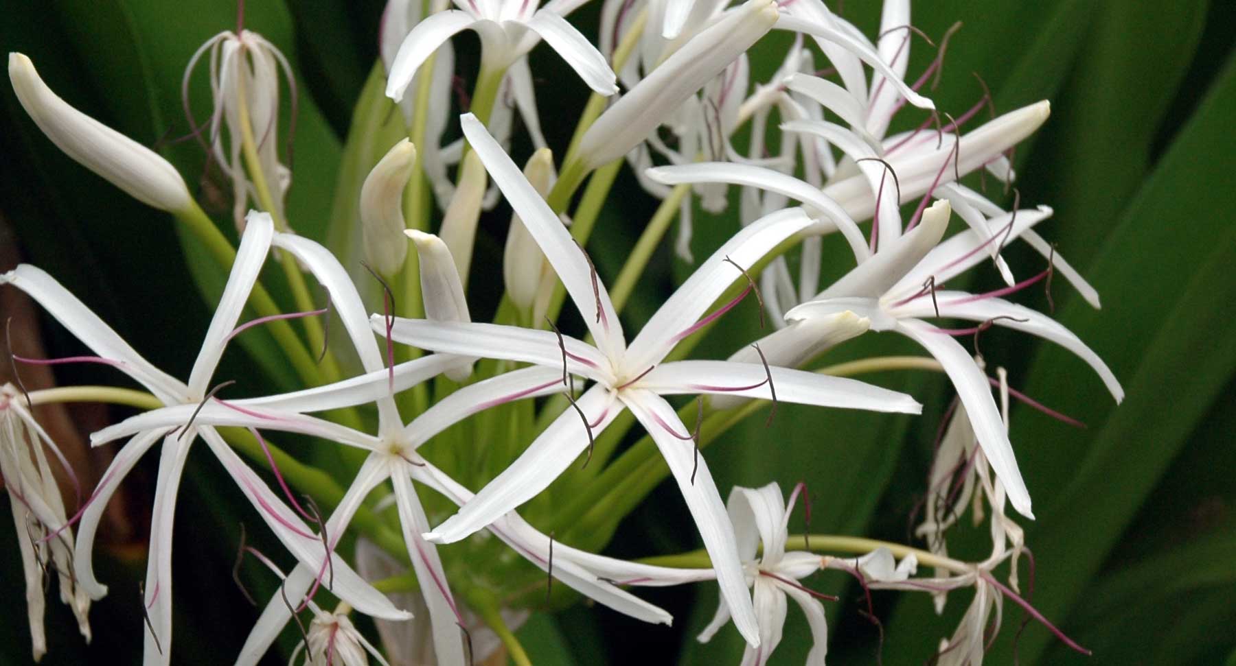Exotic Tropical Plants