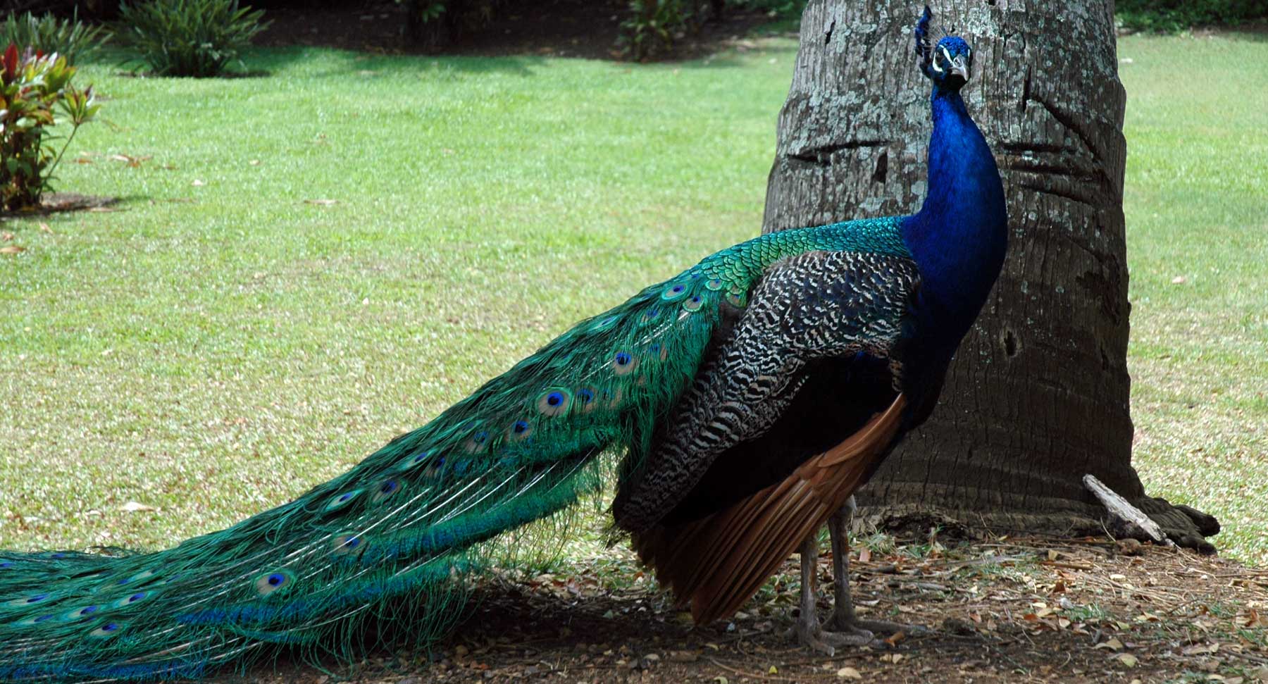 Peacocks Roam the Garden Grounds