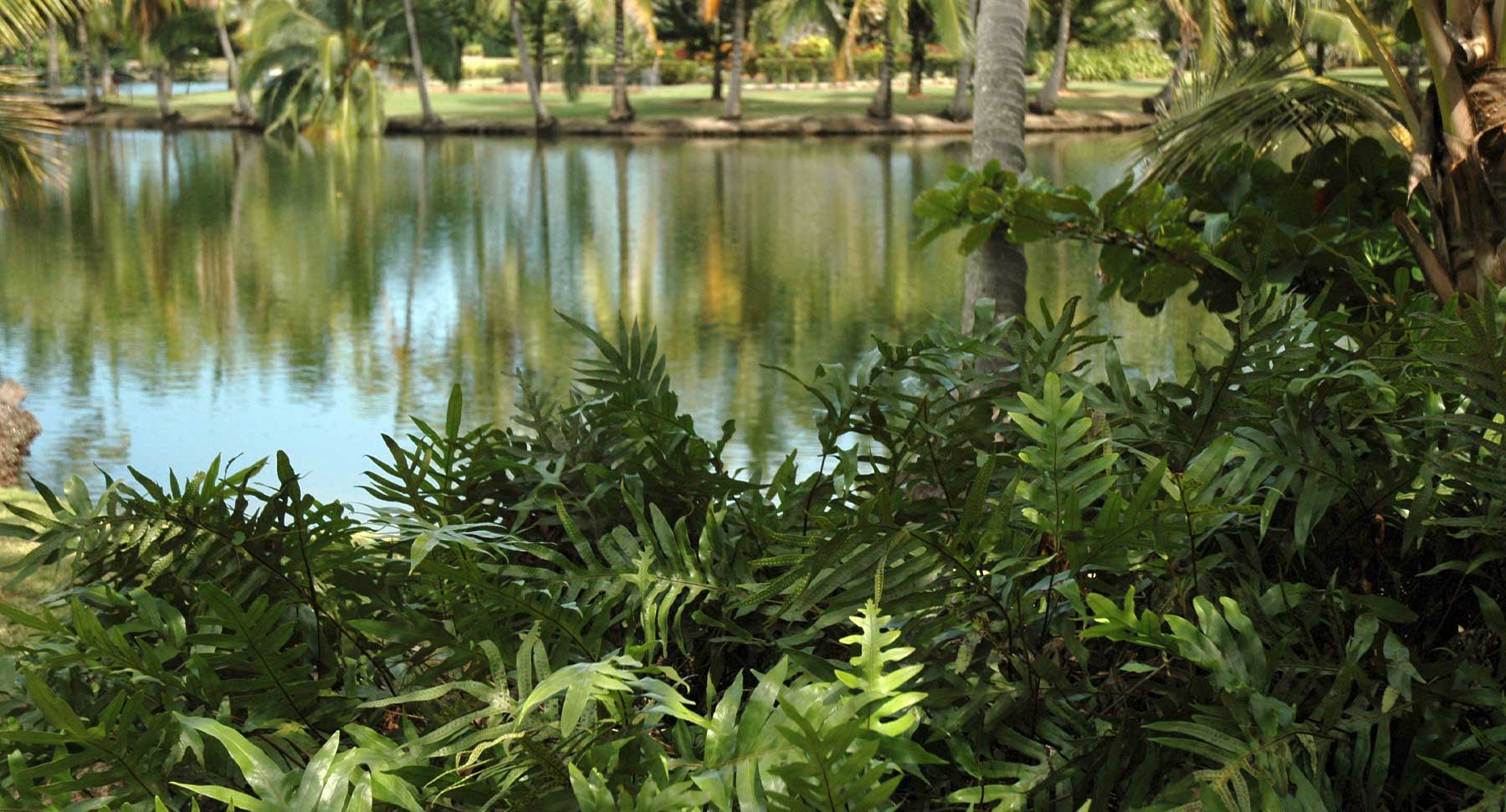 Ponds and Paths at Smith's Tropical Paradise