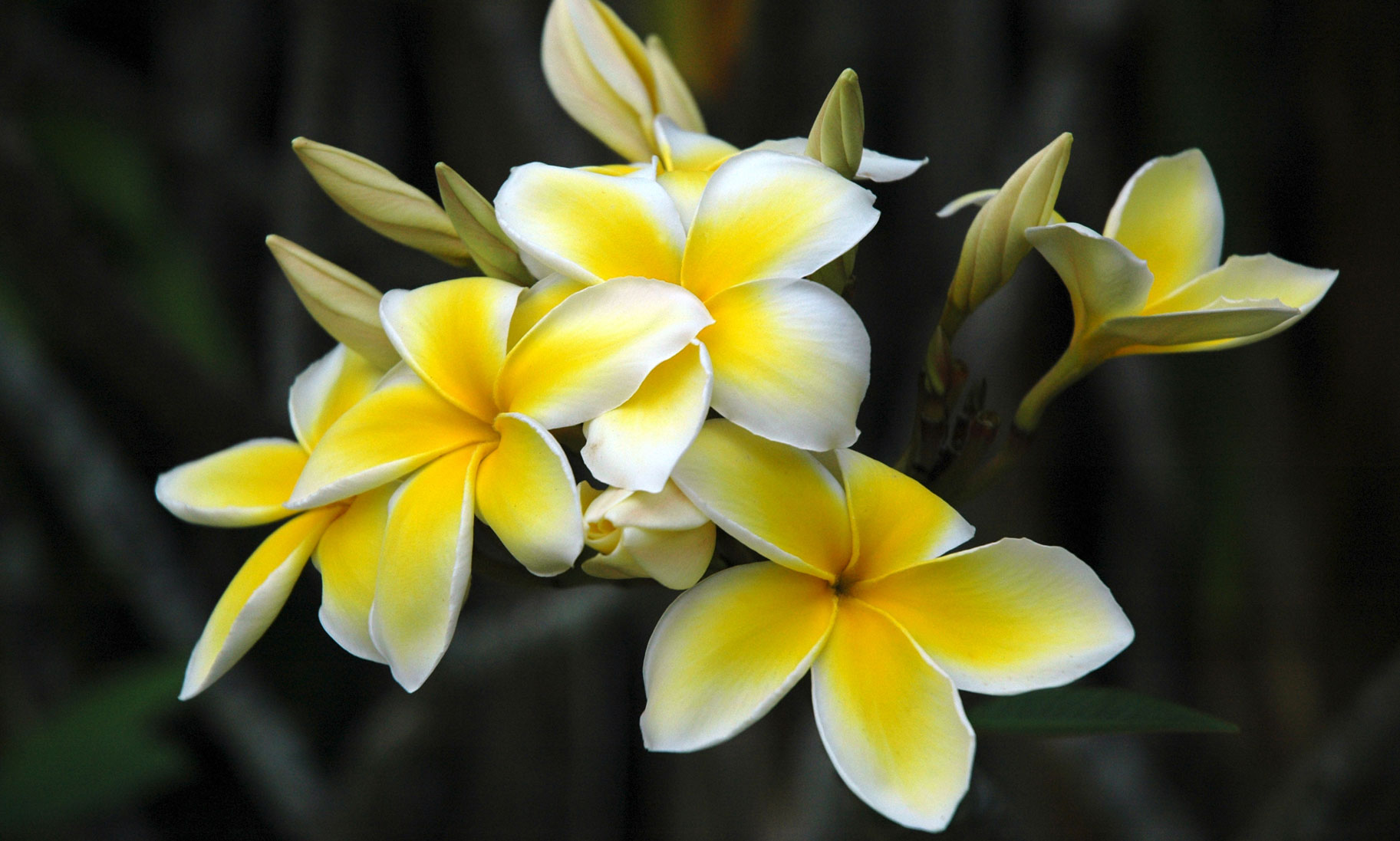 Smith’s Tropical Botanical Gardens