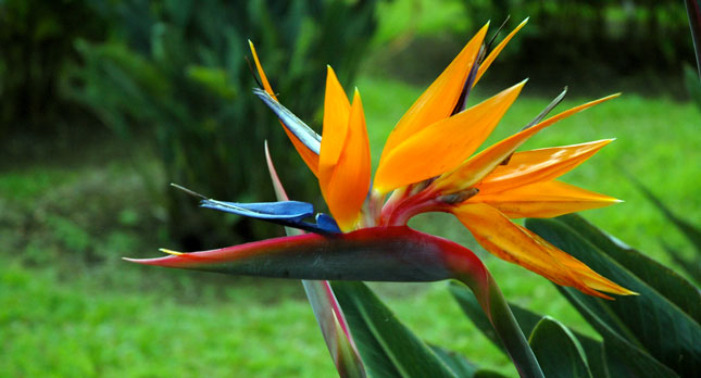 Bird of Paradise