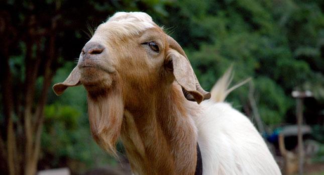 A Kauai Billy Goat