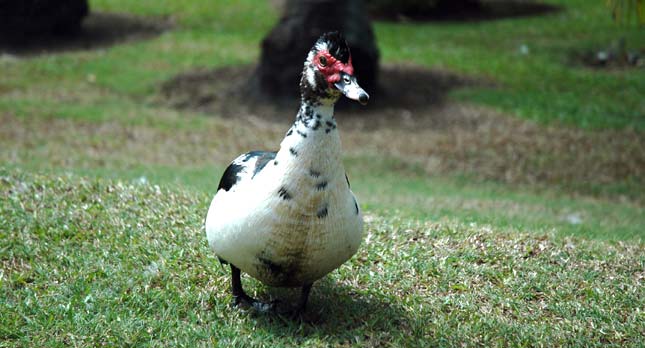 A Kauai Duck