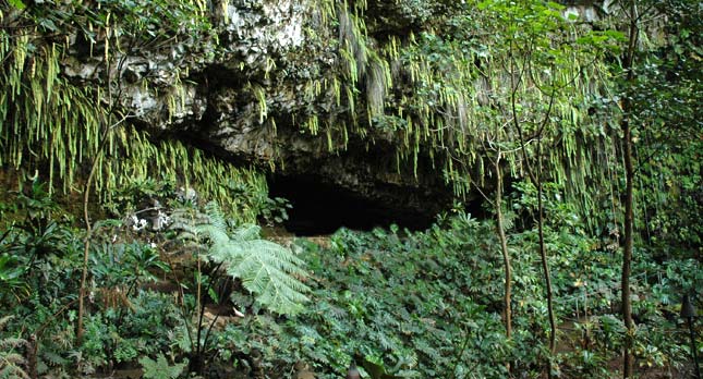 Kauai's Famous Fern Grotto