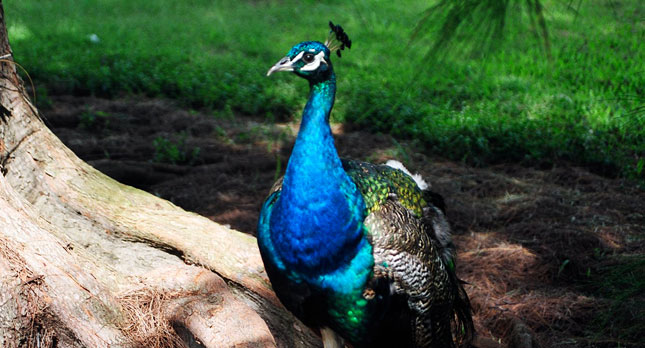 A Kauai Peacock