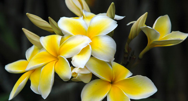 Kauai Plumeria Flowers