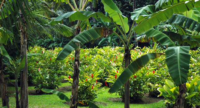 Botanical And Cultural Garden Within Wailua Marina State Park